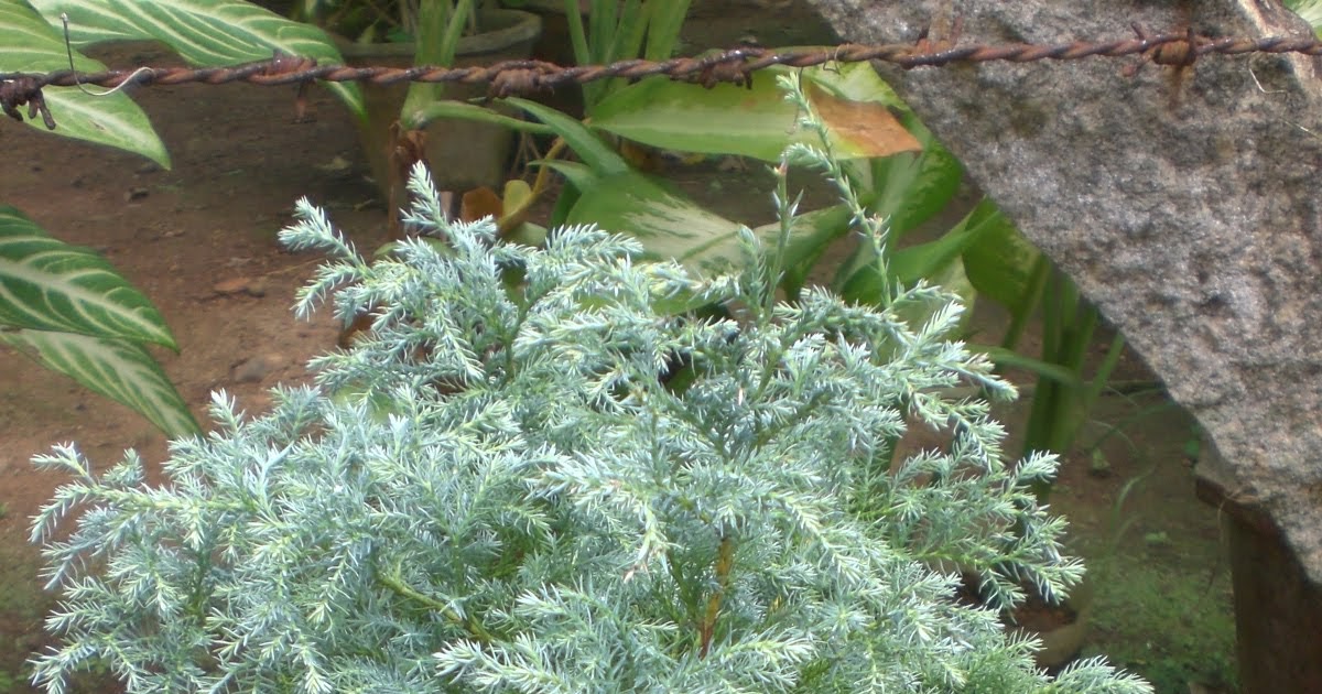 Crotons World Blue Cypress Plants
