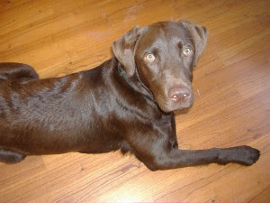 Labrador+cocker+spaniel+cross