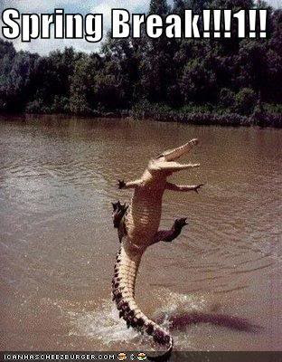 funny-pictures-spring-break-crocodi.jpg