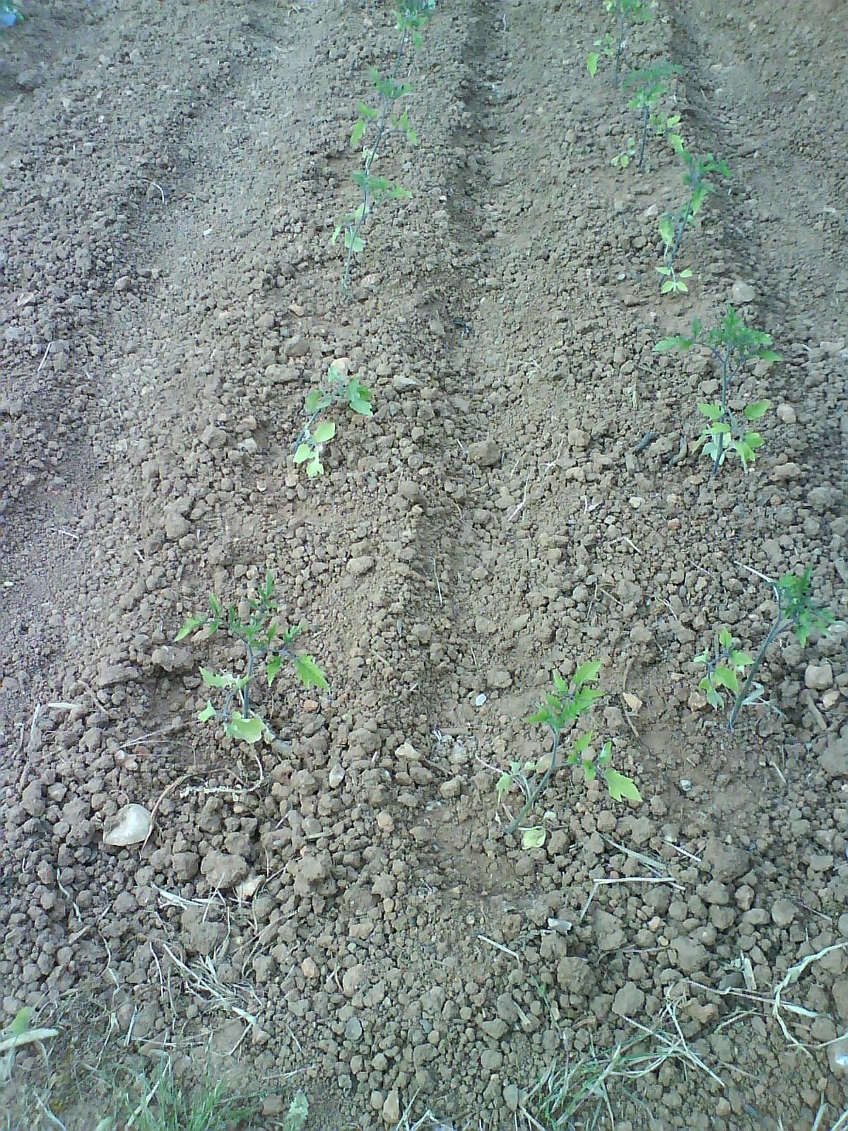 [DSC01161.JPG]
