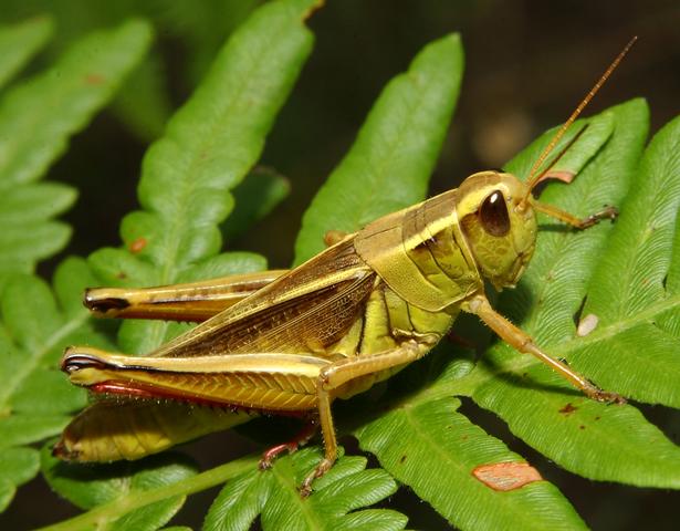 The Grasshopper and the Cricket Summary - eNotescom