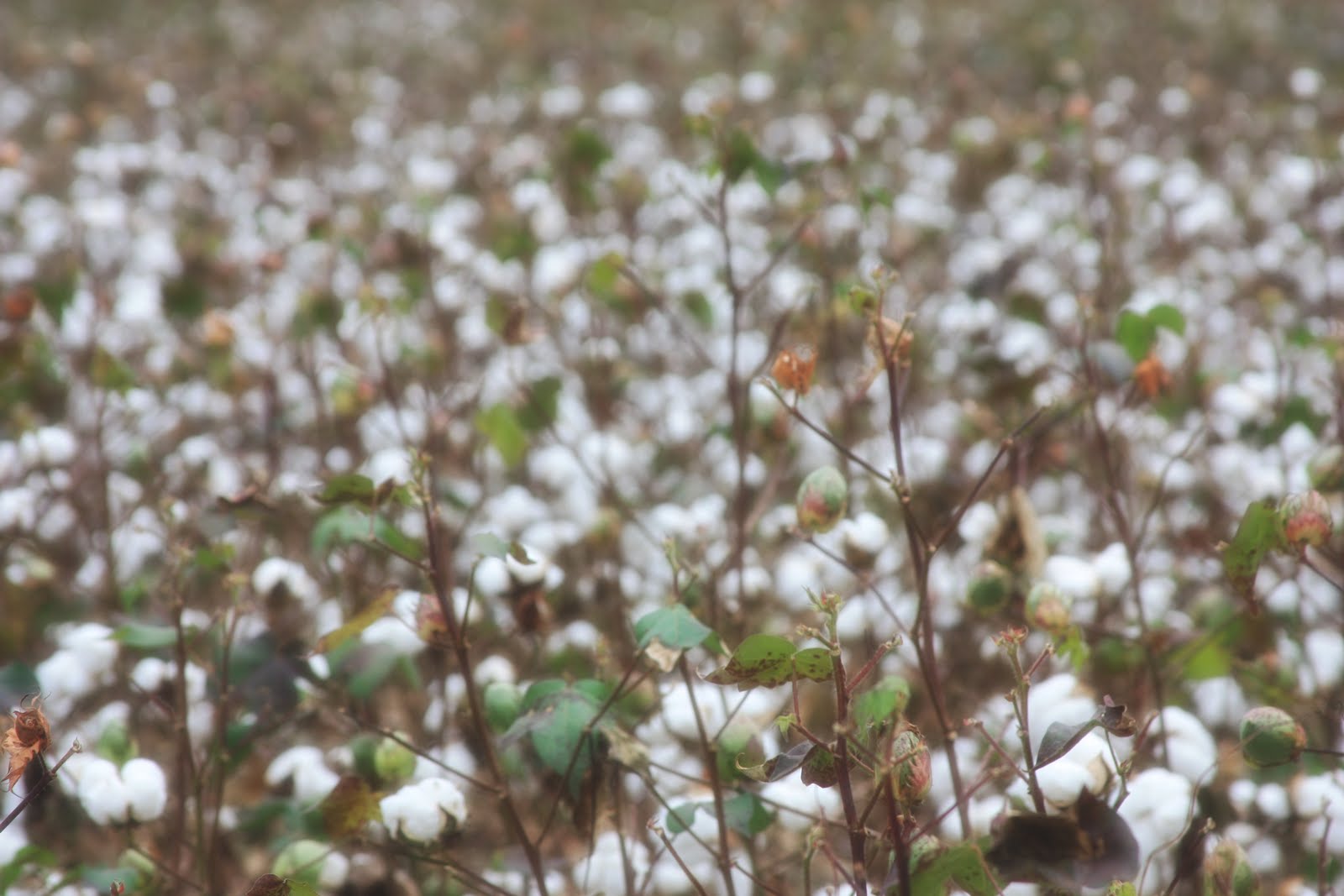 erin's art and gardens in them old cotton fields back home...