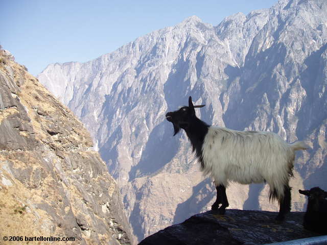 [tlg-mountain_goat.jpg]