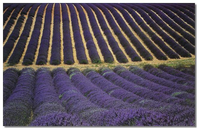 The Lavender Fields of my Provence