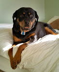 Ms. Mabel the Rottie