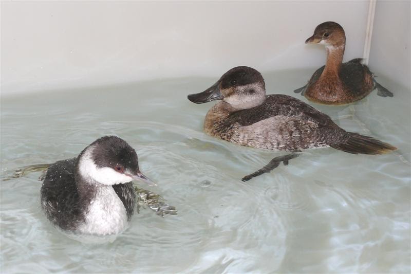 Chirp & Chatter Variety of Water Birds Seen In Rehab