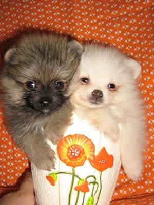 [dog_puppies_pictures_breed_+302-749041.jpg]