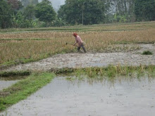 Working in the rice paddies