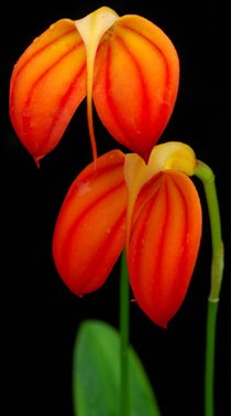 Orchid Of The Week