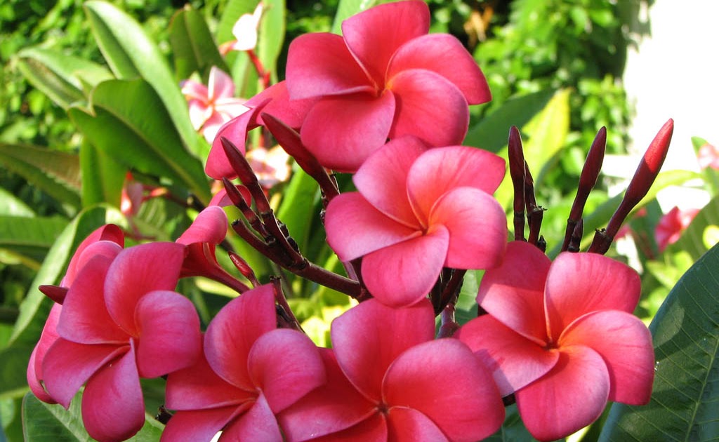 scienceflowers scienceflowers