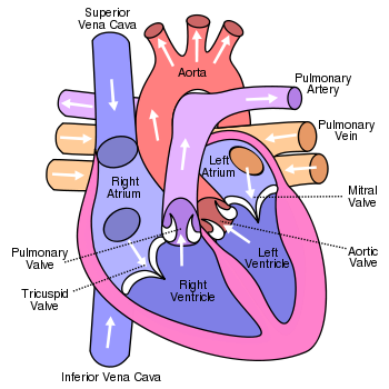 heart attack diagram. the circulatory system