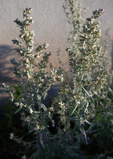 Gardener S Word Dead Heading Buddleia Flowers