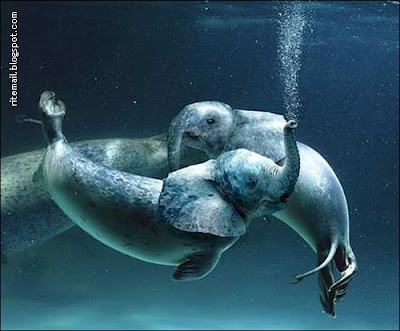 Cross Breed of Animals Cross Breed of Animals