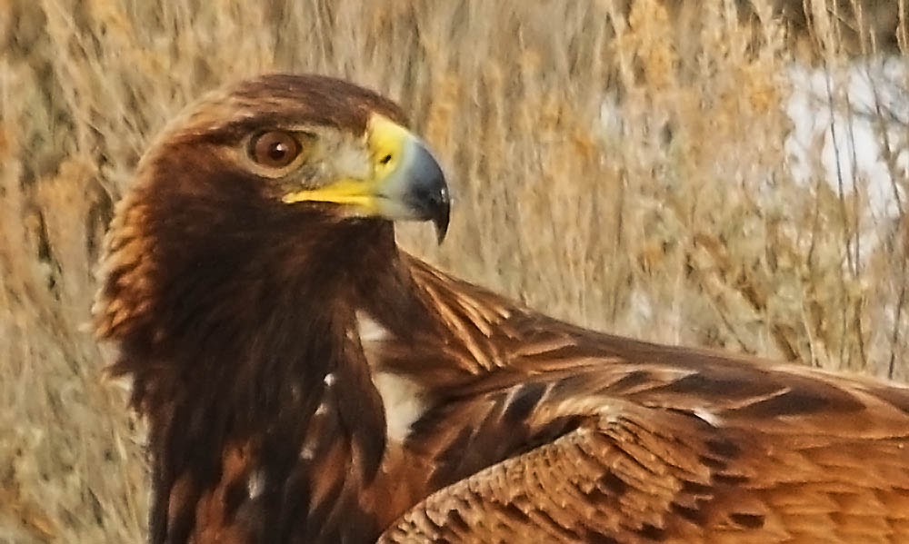 Wyoming Photos Golden Eagle