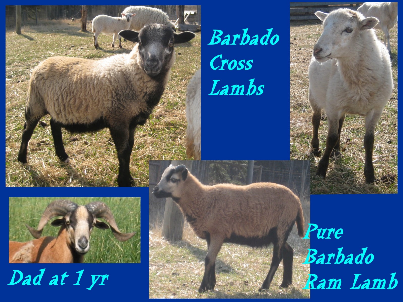 Happy Lamb Barn Blog