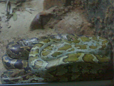 Sri Lanka Python