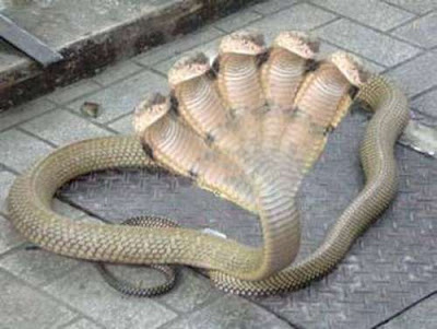 五頭蛇 - 詭異的五頭蛇