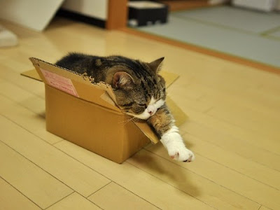 紙箱貓 小圓 - 紙箱貓 小圓 忍者貓 Maru