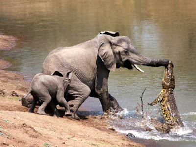 讚比亞 鱷魚突襲大象