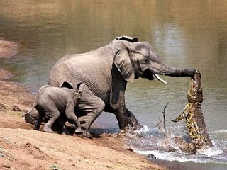 讚比亞 鱷魚突襲大象 