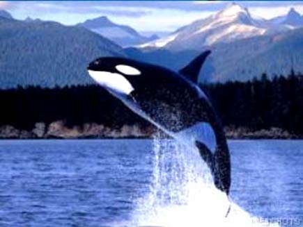 ballena orca