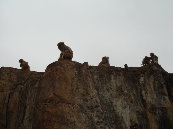 [monkey]