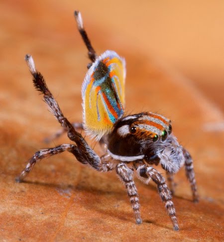 [Maratus_volans_F5584.jpg]