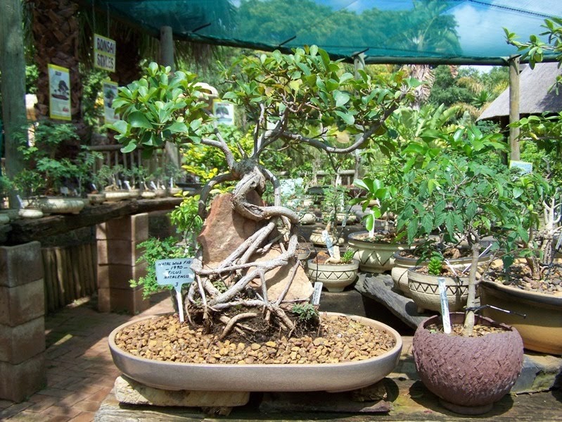 South African Photographs Bonsai