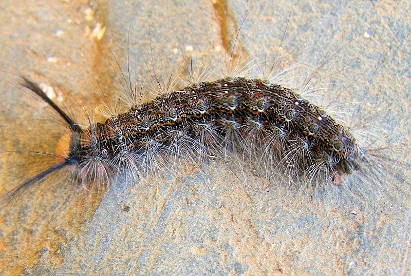 South African Photographs Caterpillars
