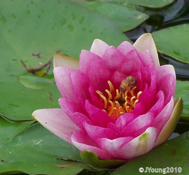South African Photographs Waterlilies