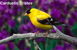 CARDUELIS