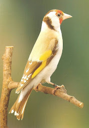 PINTASSILGOS