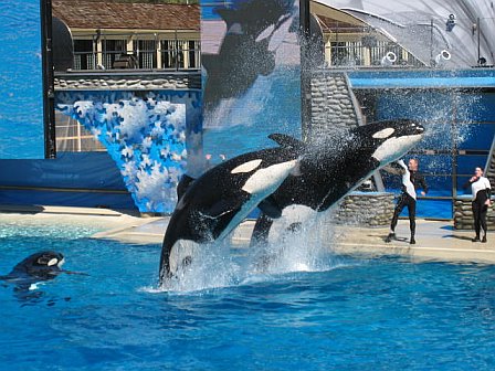 [shamu.jpg]