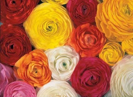 [ranunculus1.jpg]