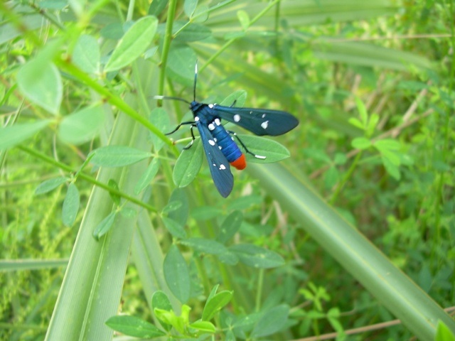 Ginny Wasp