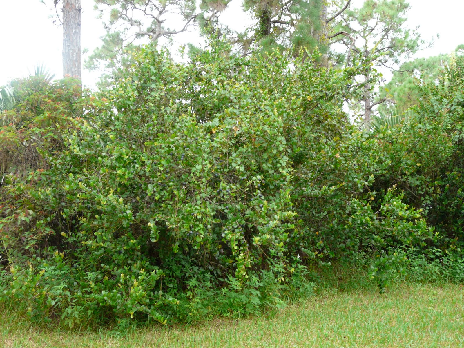 Cocoplum's Are Bursting Out All Over