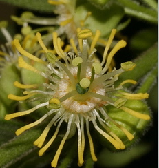 Florida Native Plant Society Blog: November 2010