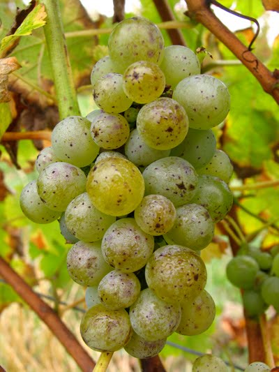[SauvignonBlancs.jpg]