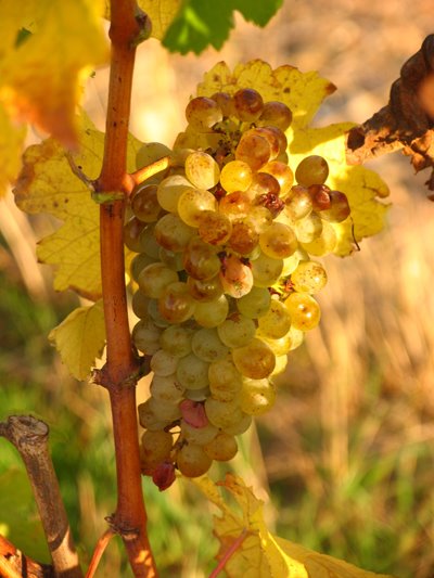 [Chenin-CPs.jpg]