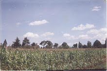 Sustainable project-Maize Farming