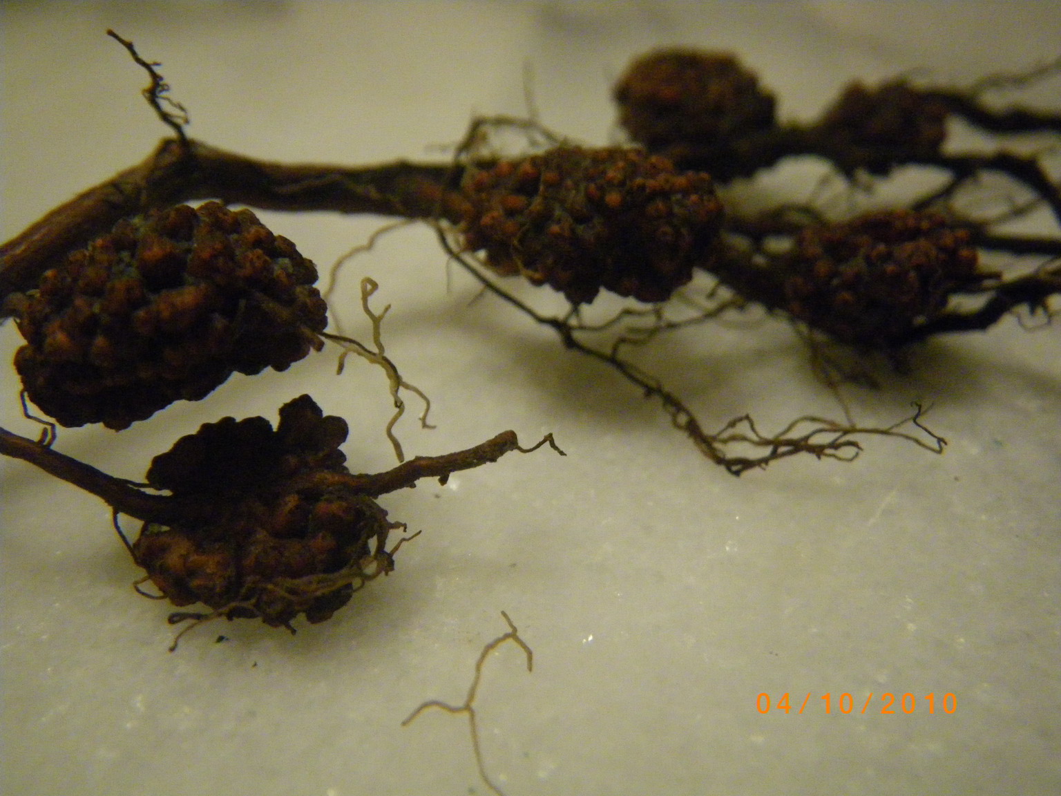 Scented Leaf Truffle bonsai???