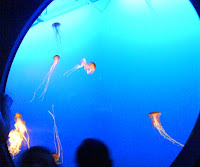 Jellyfish at Vancouver Aquarium