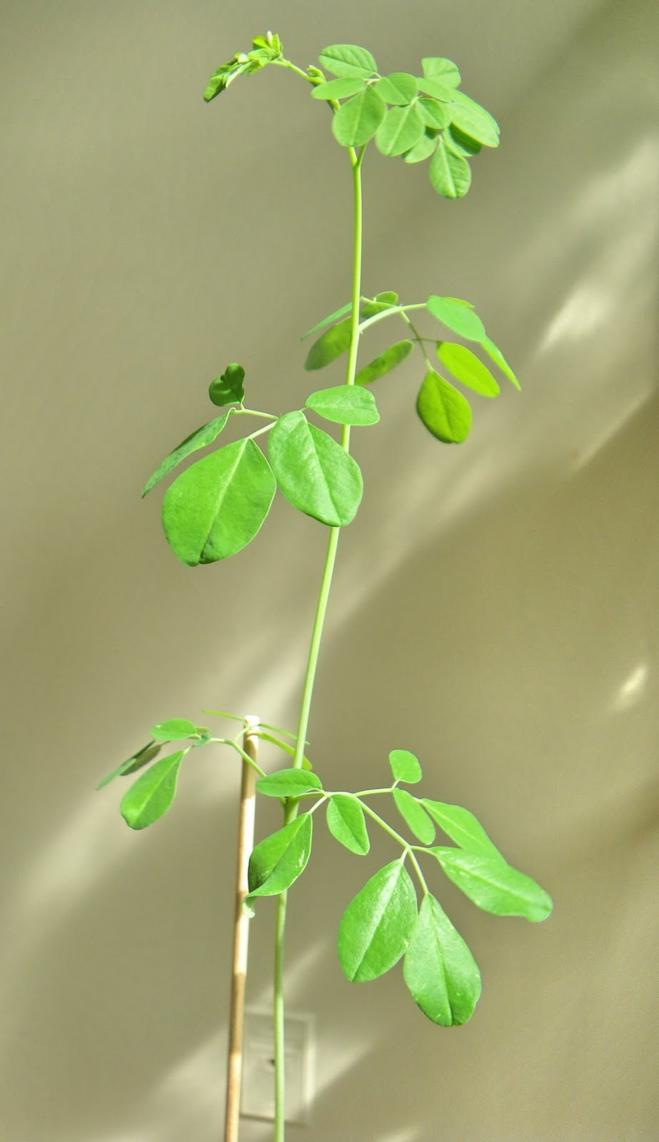 Scented Leaf Moringa Oleifera , my edible bonsai first salad with