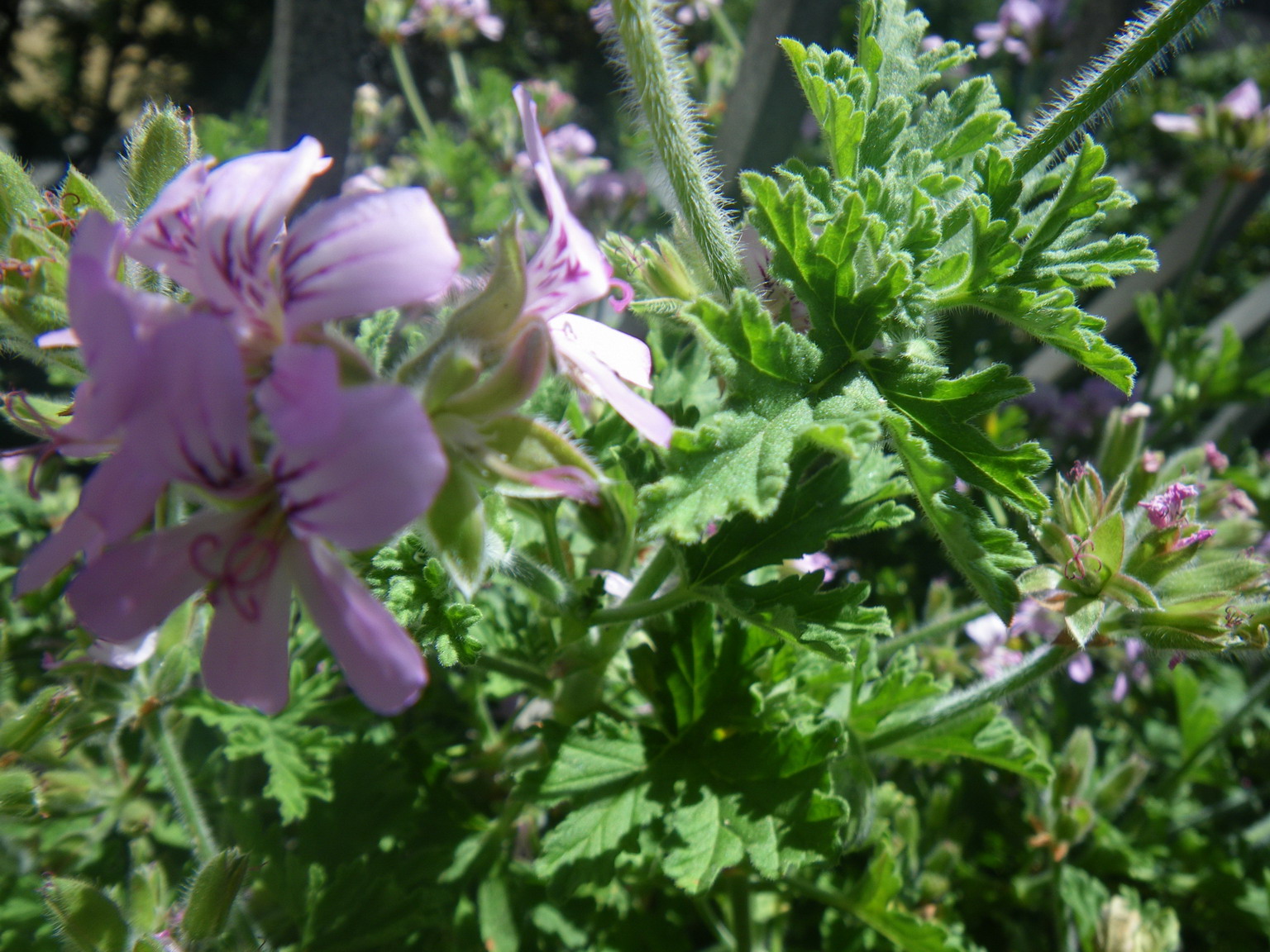 Scented Leaf Cooking with Scented Pelargoniums citrus flavor