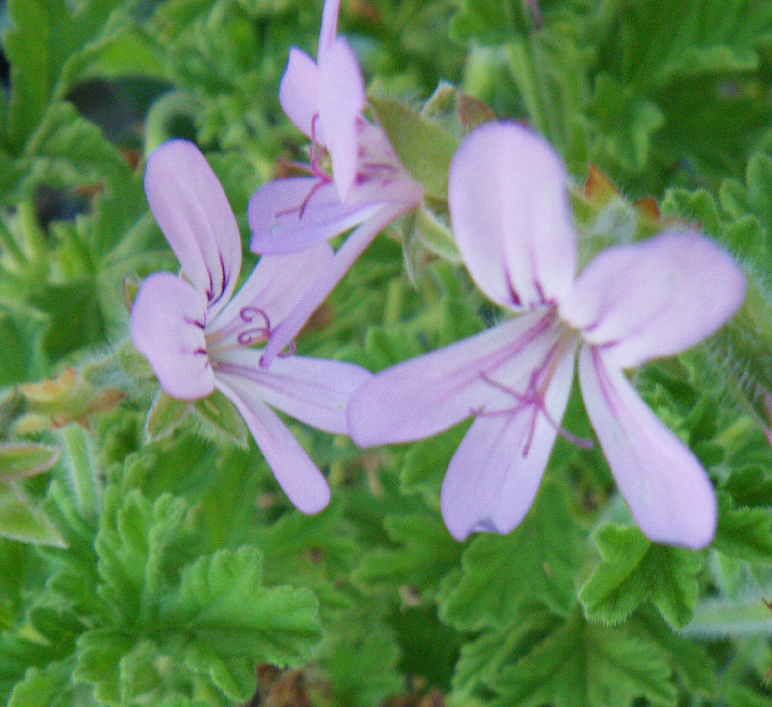 Scented Leaf Rose Scented Pelargoniums/ Geraniums