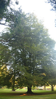 Fernleaf Beech tree from Shakespeare Garden, Stanley Park, Vancouver