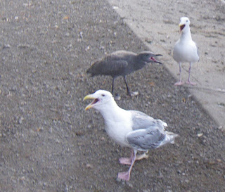  quacking seagulls