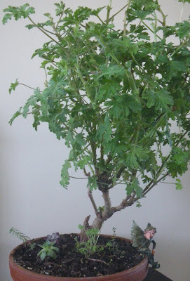 Pelargonium Capitatum bonsai - Attar-of-Roses