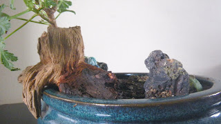 scented pelargonium bonsai details