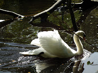 Glides the swan among the rushes